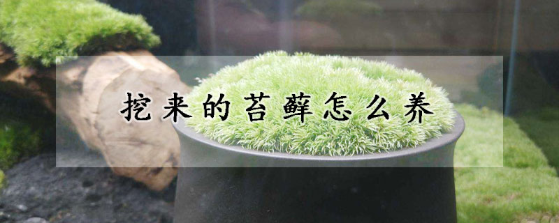 挖来的苔藓怎么养