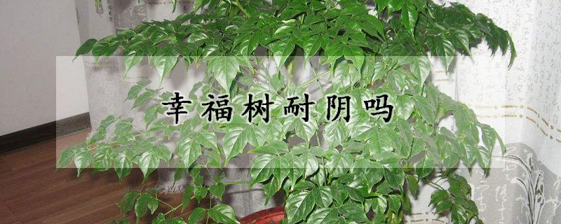 幸福树耐阴吗