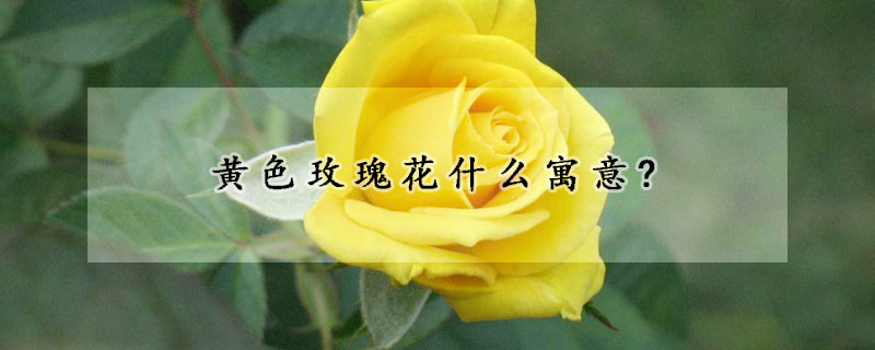 黄色玫瑰花什么寓意?