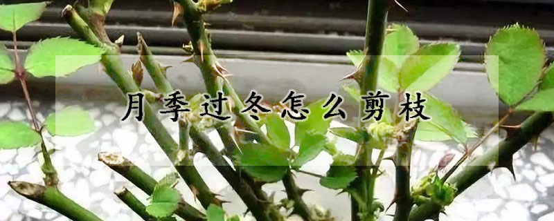 月季过冬怎么剪枝