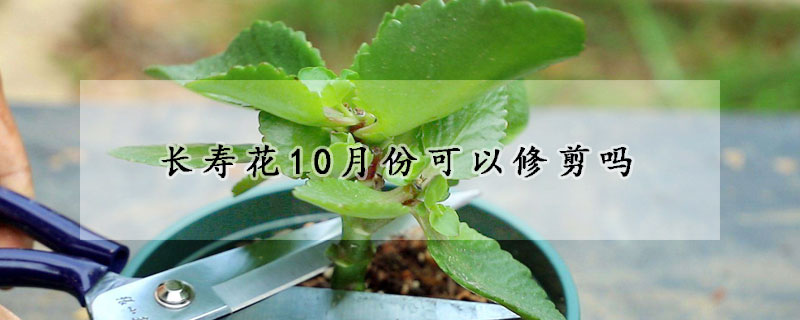 长寿花10月份可以修剪吗