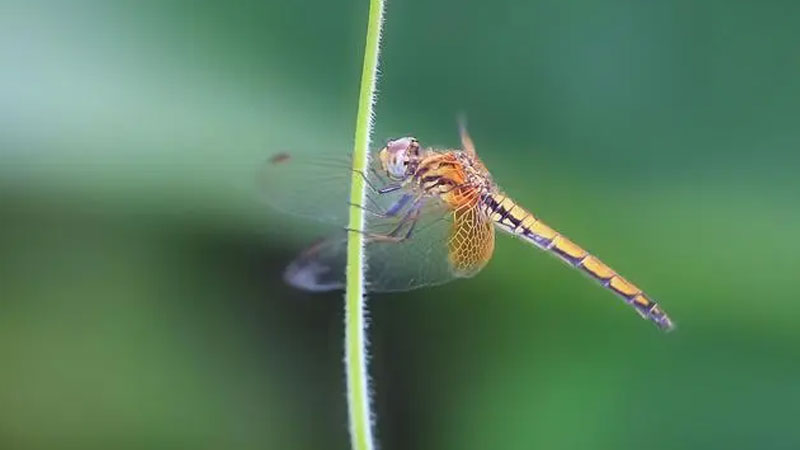 白蚁最怕什么