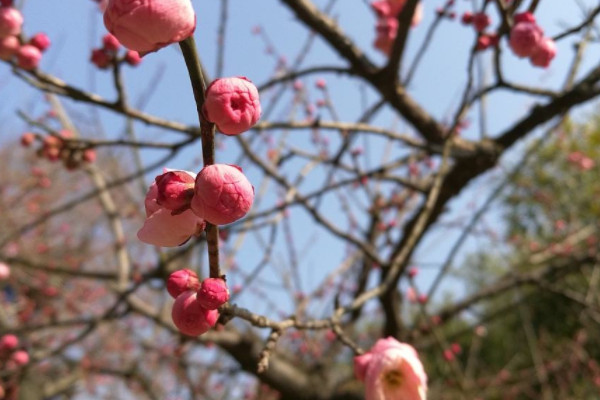 梅花适合盆栽还是地栽