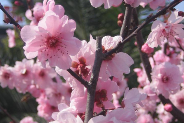 梅花适合盆栽还是地栽