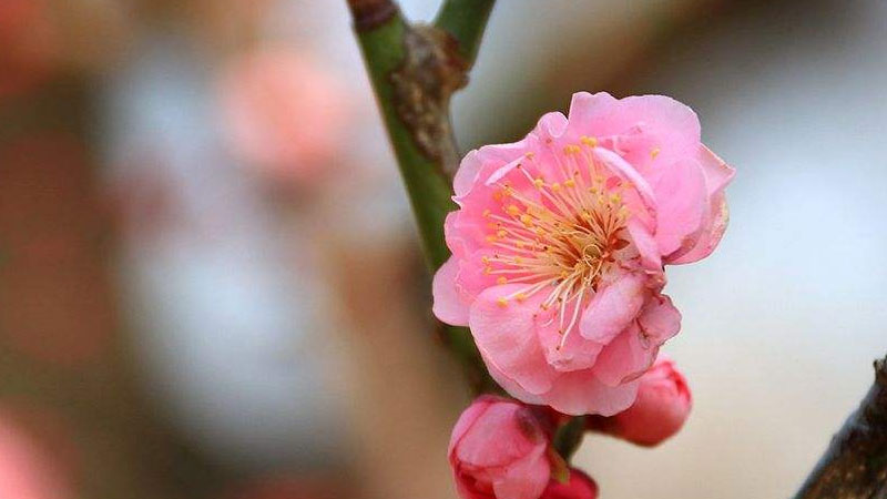 梅花养殖方法与技巧