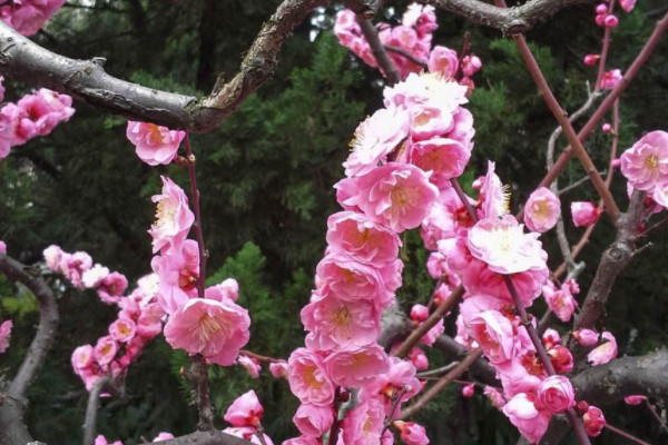 梅花怎么种植和养护