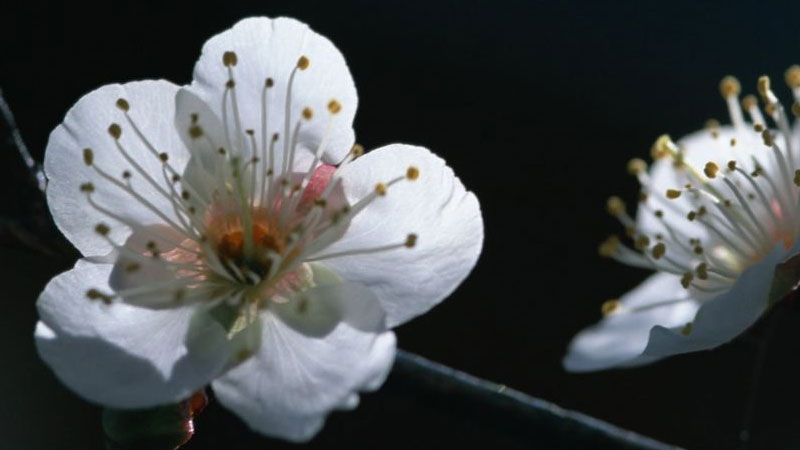 梅花怎么种植和养护