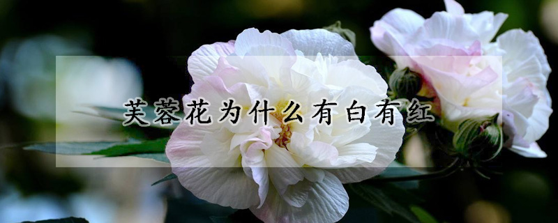 芙蓉花为什么有白有红