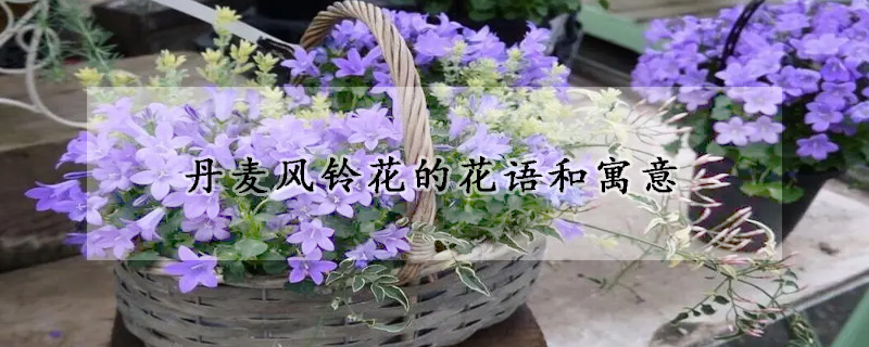 丹麦风铃花的花语和寓意