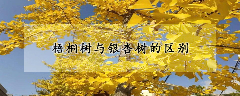 梧桐树与银杏树的区别