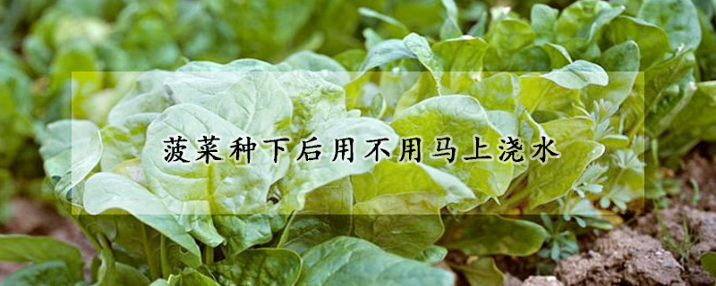 菠菜种下后用不用马上浇水