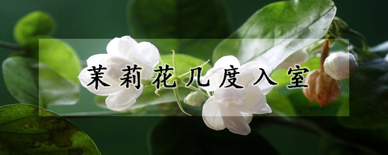 茉莉花几度入室