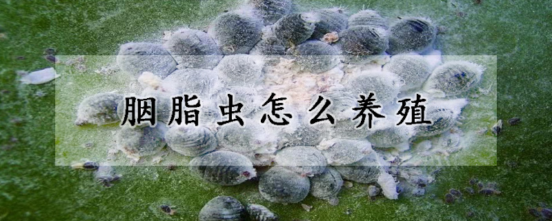 胭脂虫怎么养殖