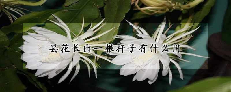 昙花长出一根杆子有什么用