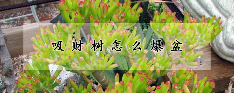 吸财树怎么爆盆