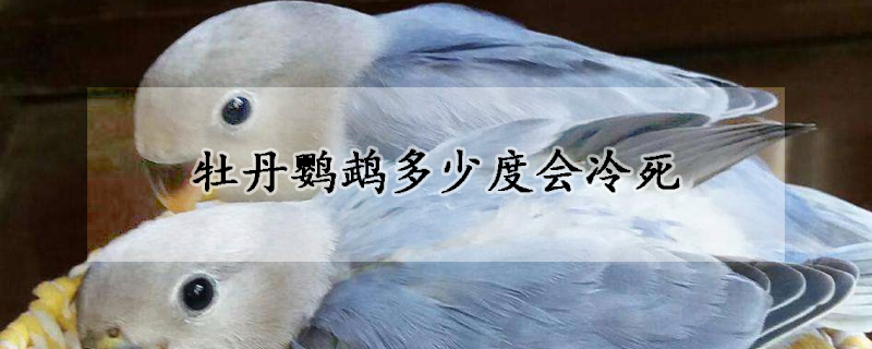 牡丹鹦鹉多少度会冷死