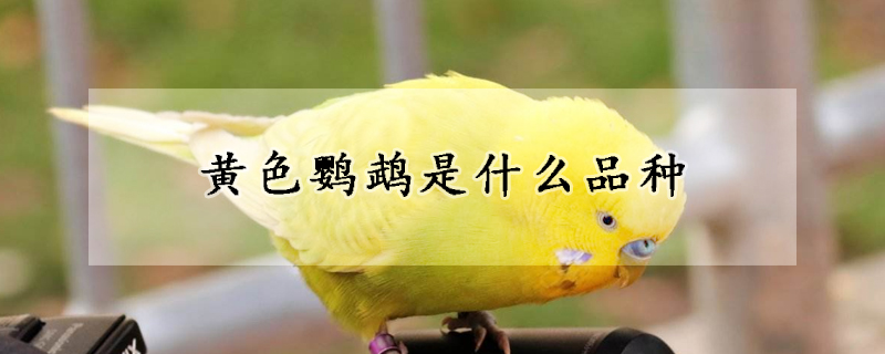 黄色鹦鹉是什么品种