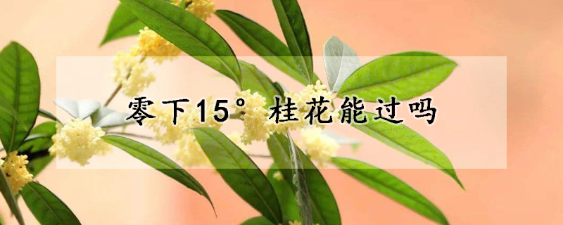 零下15°桂花能过吗