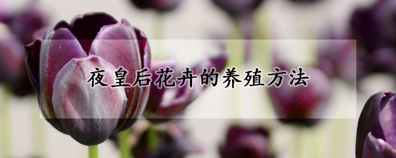 夜皇后花卉的养殖方法