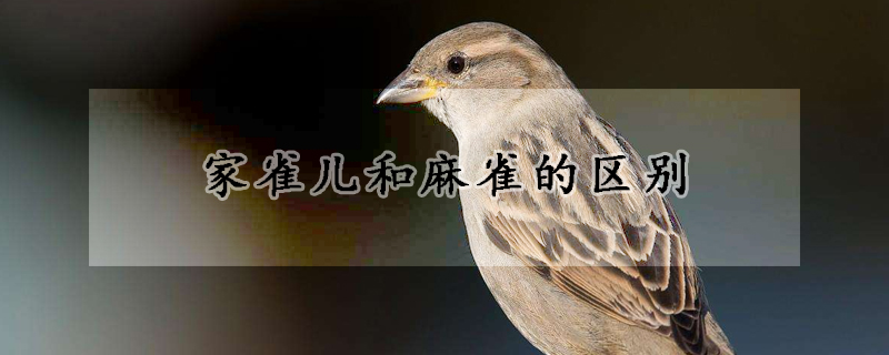 家雀儿和麻雀的区别