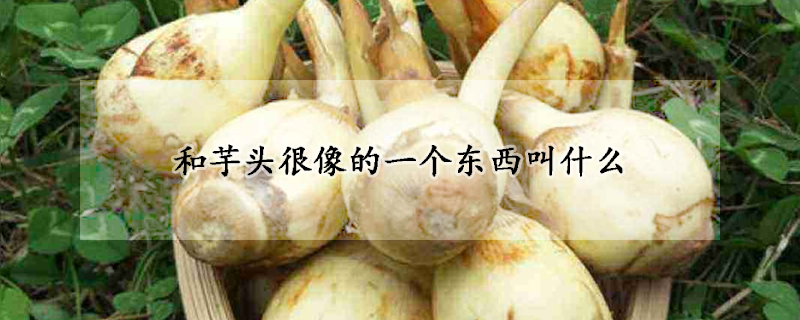 和芋头很像的一个东西叫什么