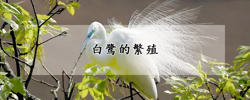 白鹭的繁殖