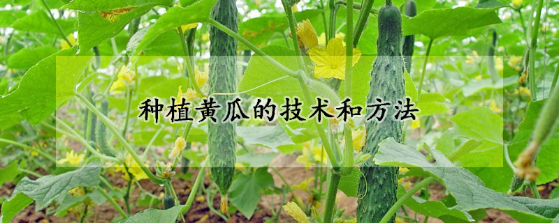 种植黄瓜的技术和方法