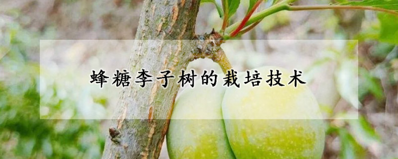 蜂糖李子树的栽培技术