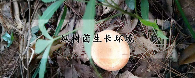 纵树菌生长环境