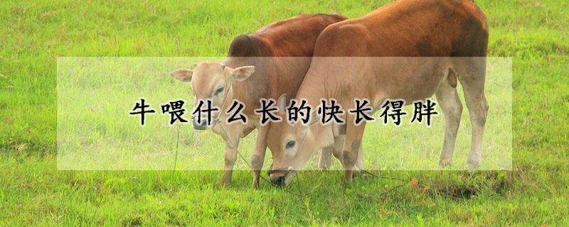 牛喂什么长的快长得胖