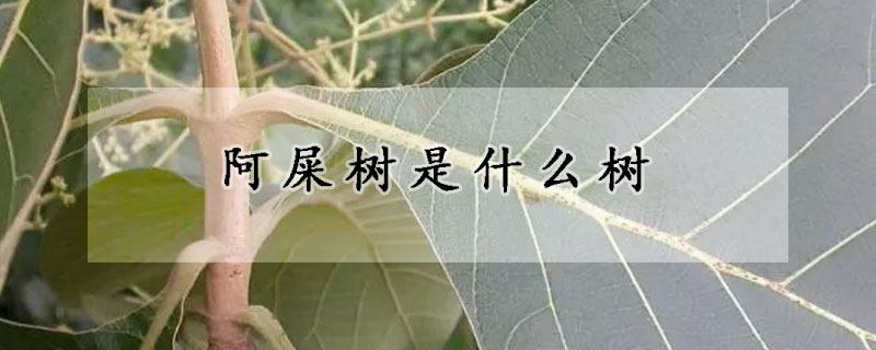 阿屎树是什么树