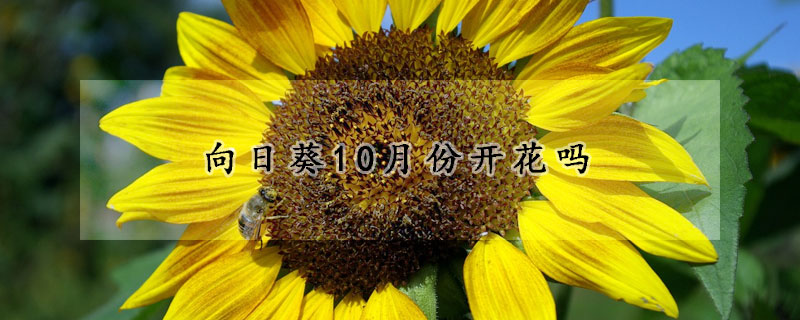 向日葵10月份开花吗