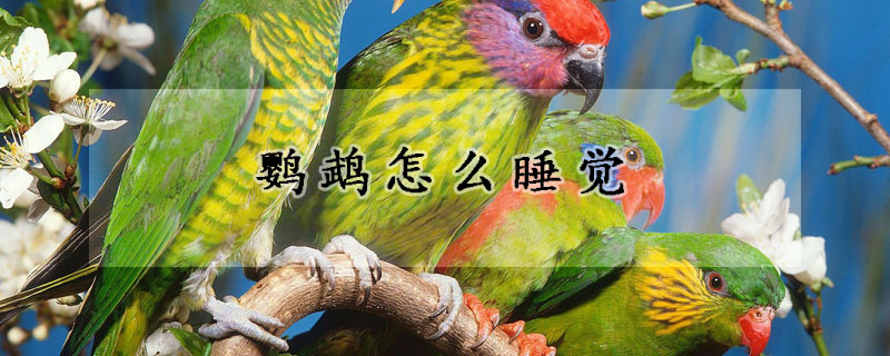 鹦鹉怎么睡觉