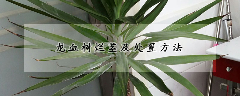 龙血树烂茎及处置方法