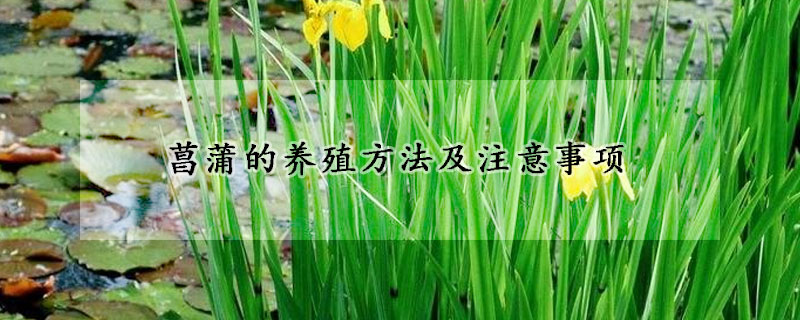 菖蒲的养殖方法及注意事项