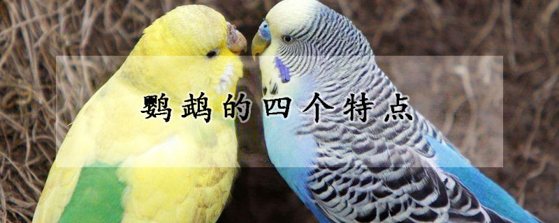 鹦鹉的四个特点