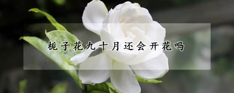 栀子花九十月还会开花吗