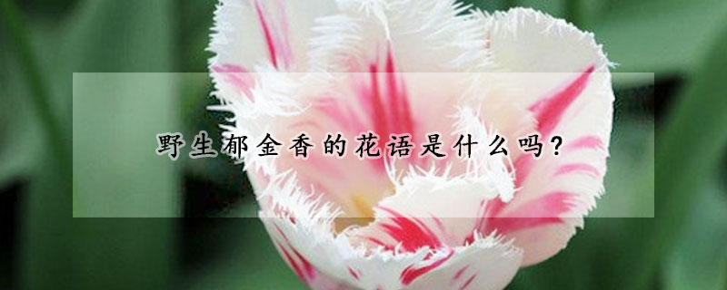 野生郁金香的花语是什么吗?