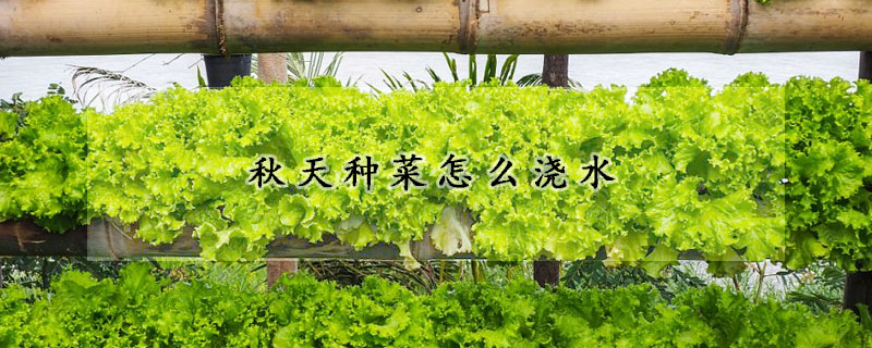 秋天种菜怎么浇水