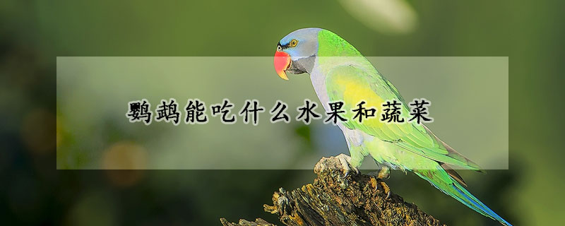 鹦鹉能吃什么水果和蔬菜