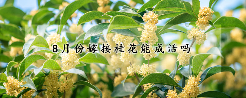 8月份嫁接桂花能成活吗