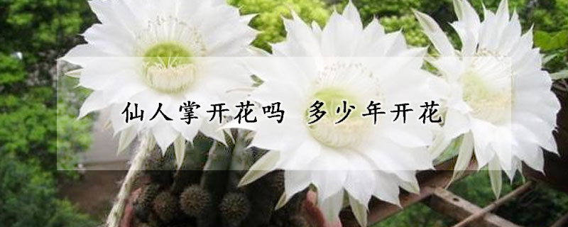 仙人掌开花吗 多少年开花