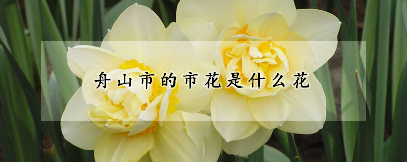 舟山市的市花是什么花