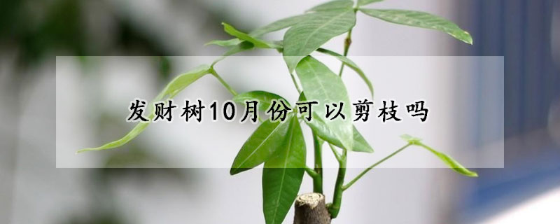 发财树10月份可以剪枝吗