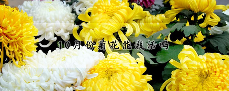 10月份菊花能栽活吗