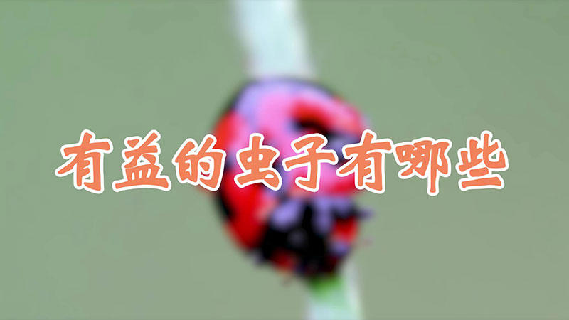 有益的虫子有哪些