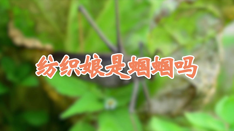 纺织娘是蝈蝈吗