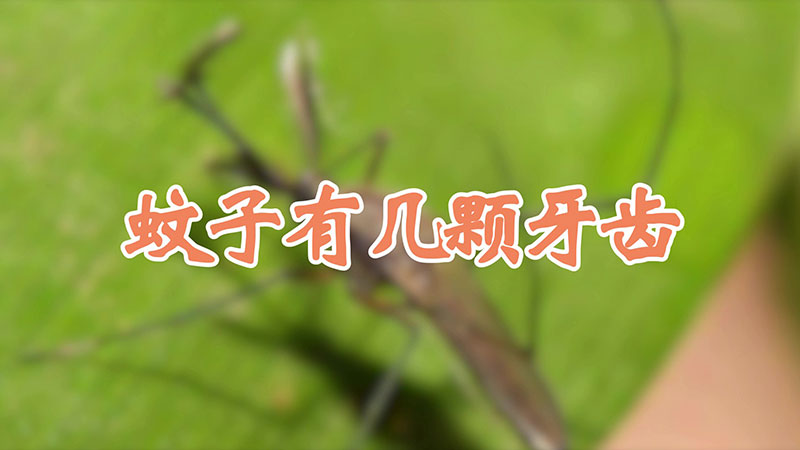 蚊子有几颗牙齿
