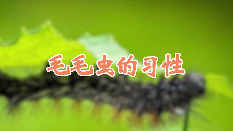 毛毛虫的习性