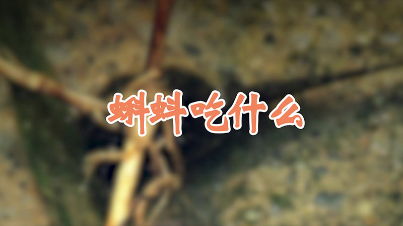 蝌蚪吃什么